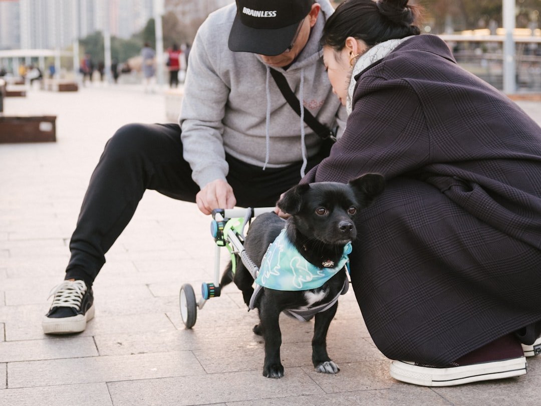 Two people are helping a dog adjust the dog wheelchair.