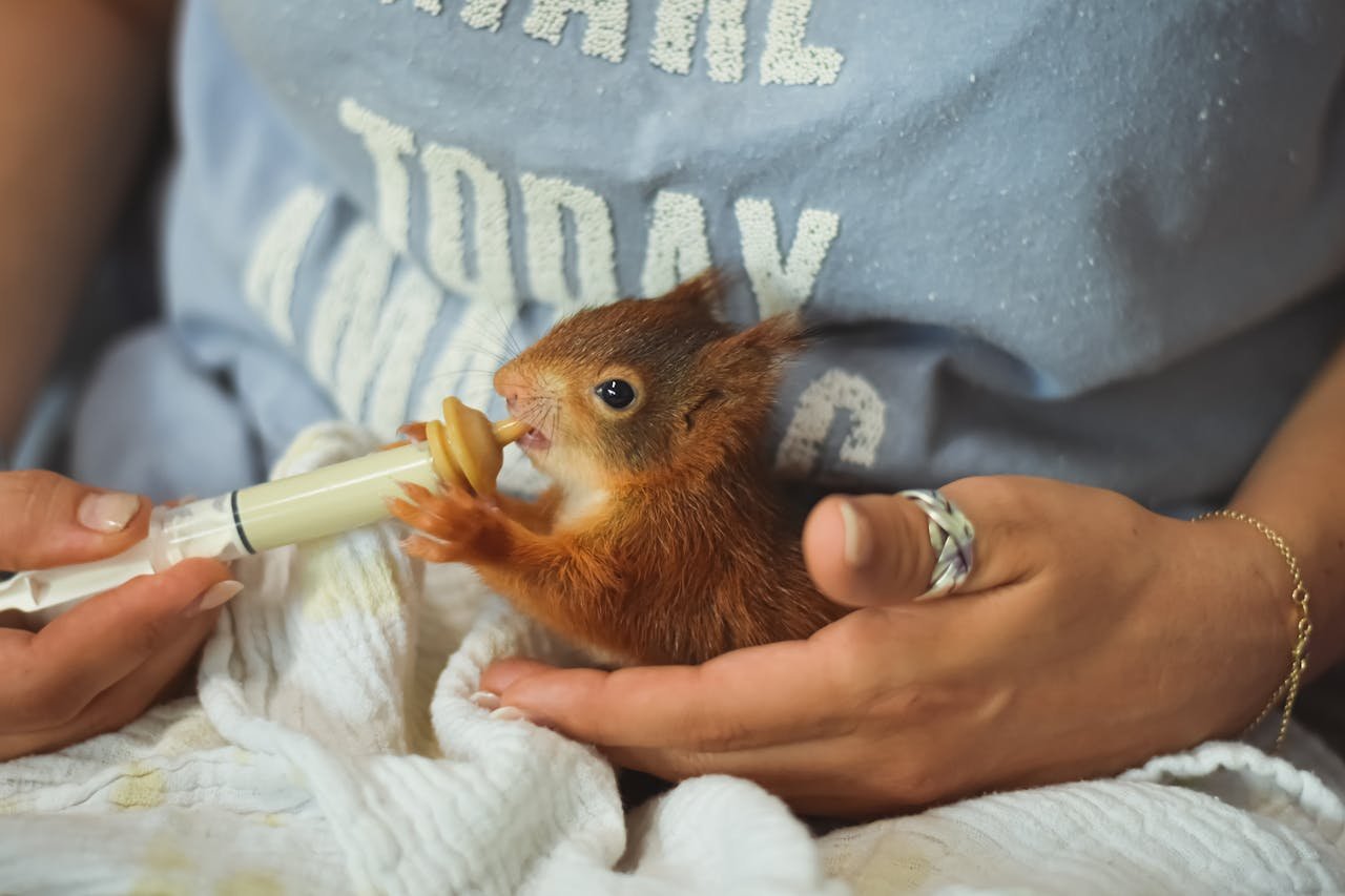 A baby squirrel being gently fed with a syringe by a caring person, fostering wildlife.