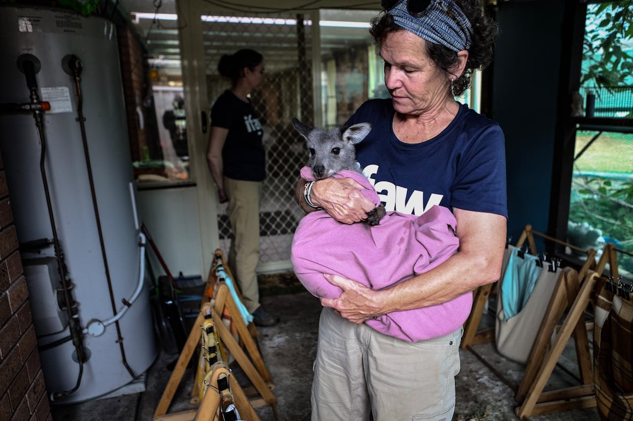 Volunteer caring for a rescued wallaby joey at an animal rescue shelter in Australia.